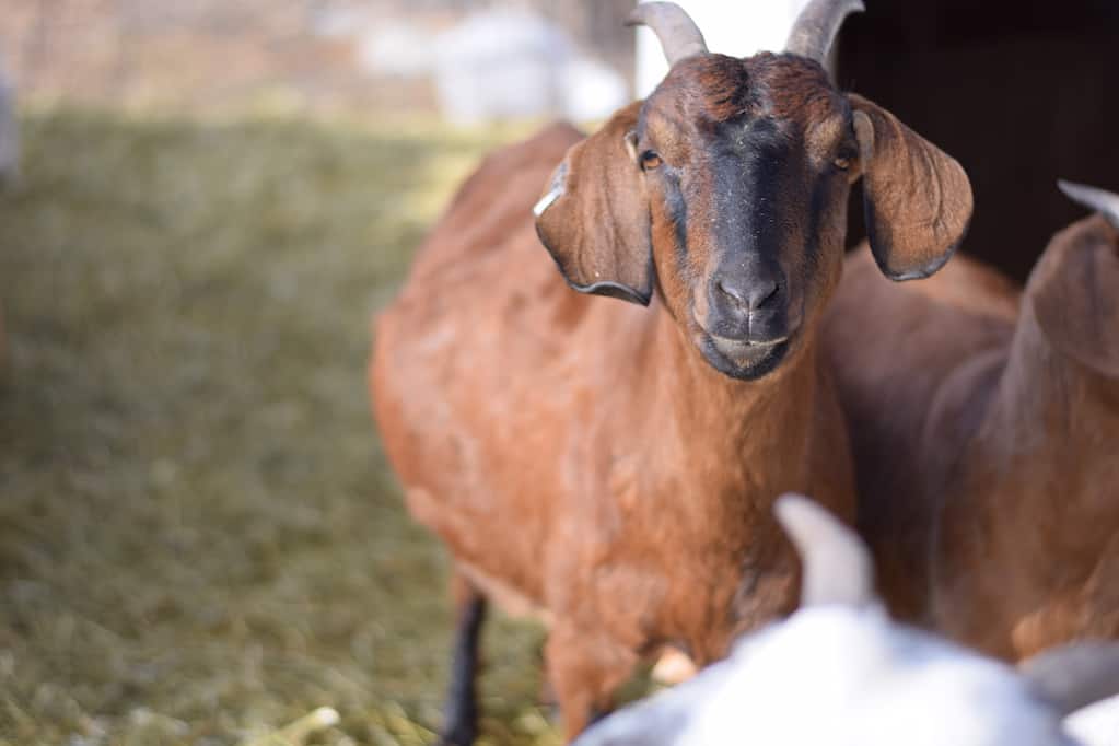 pregnant goat standing in fenced in goat pen