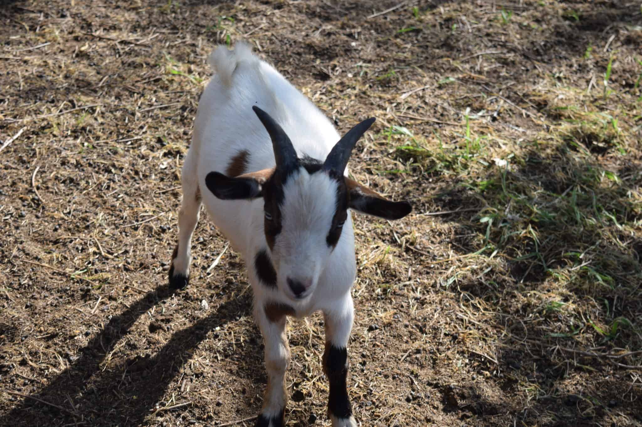 Baby pygmy goat standing up in grassy pasture.