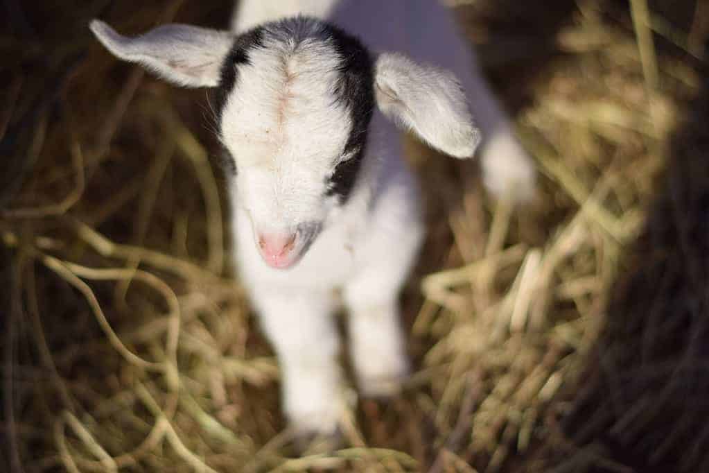 newly born baby goat standing on hay bedding.