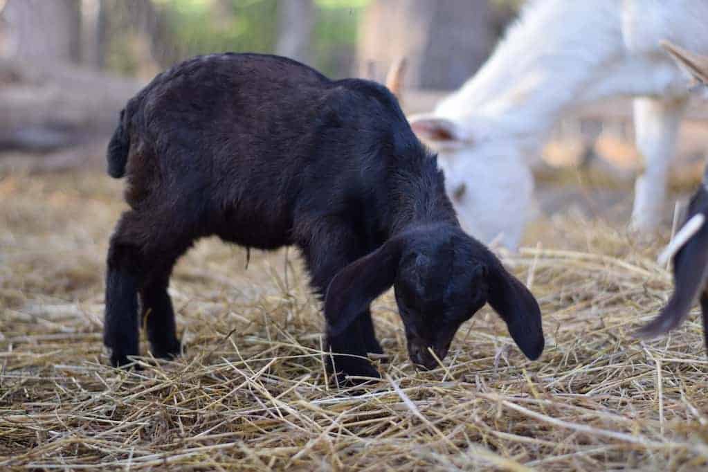 baby goat eating hay
