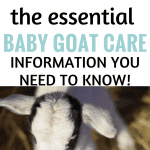 Guide to Baby Goat Care - Boots & Hooves Homestead