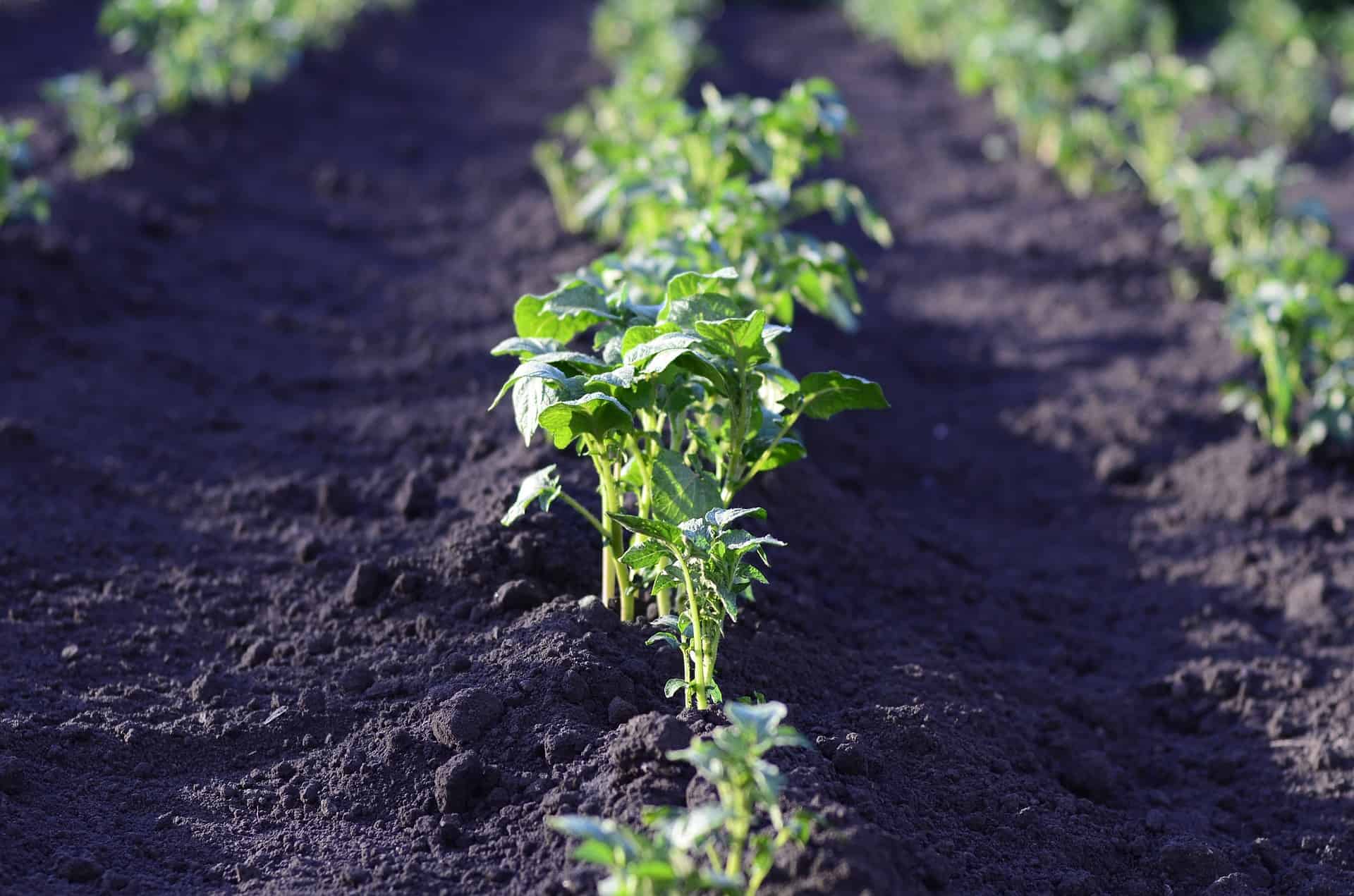 vegetable starts in a garden bed