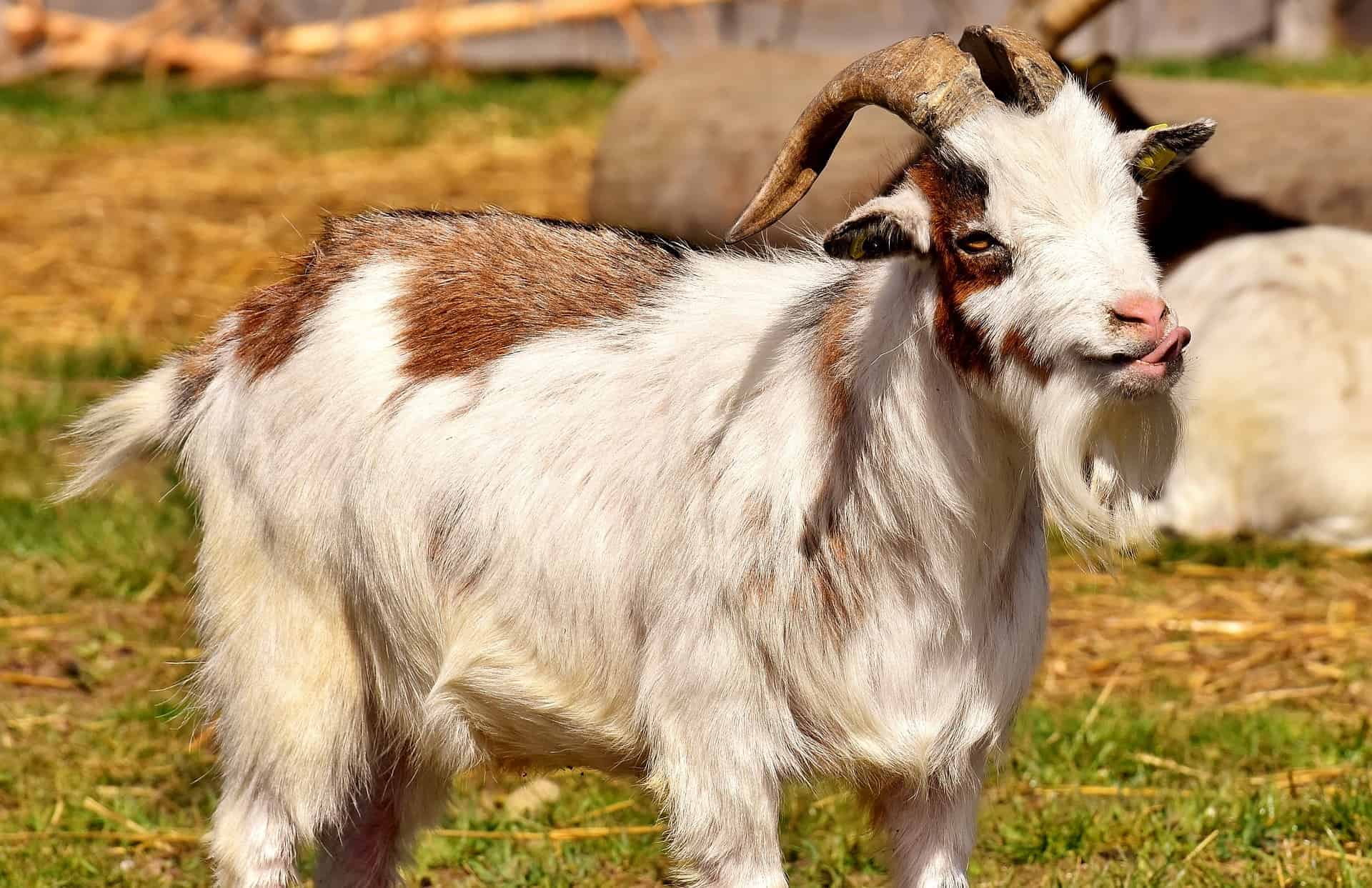 male goat wagging tongue as a sign of being in rut