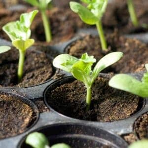 seedlings sprouting up