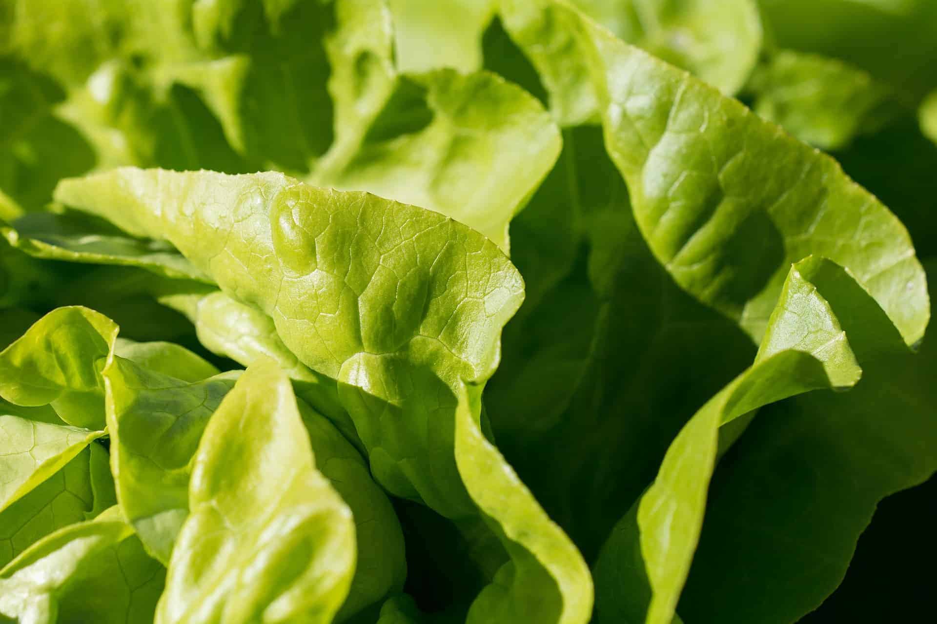 lettuce growing in a garden