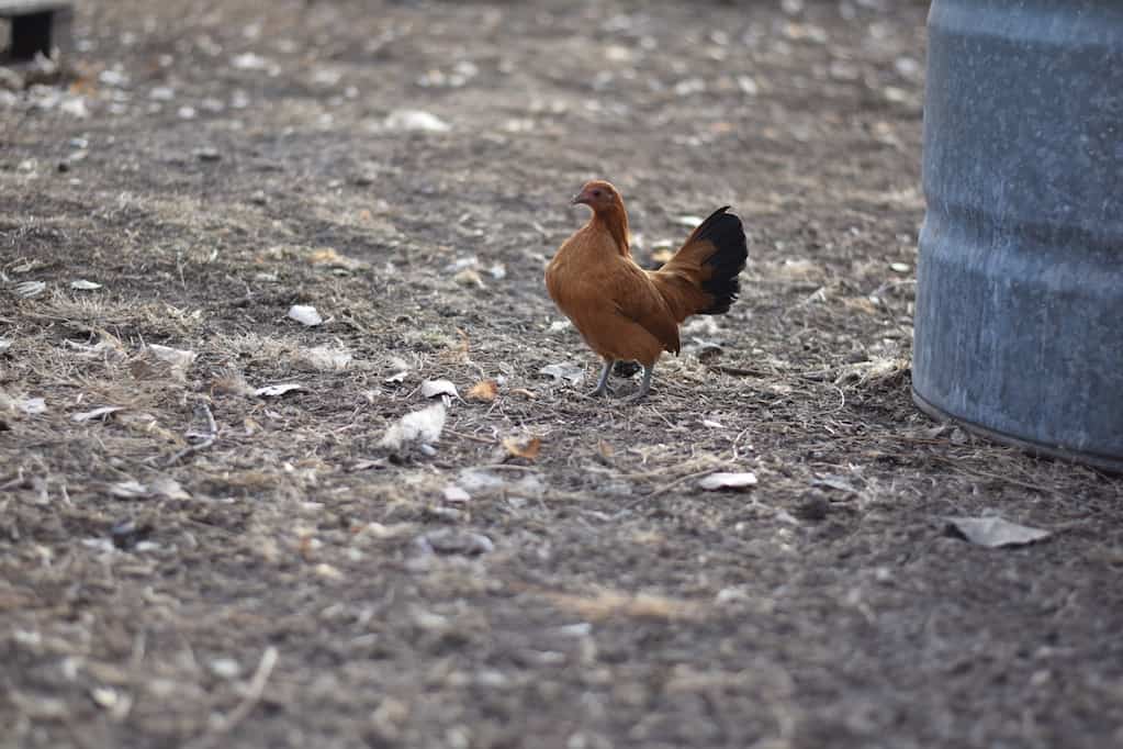 small chicken in an outdoor run