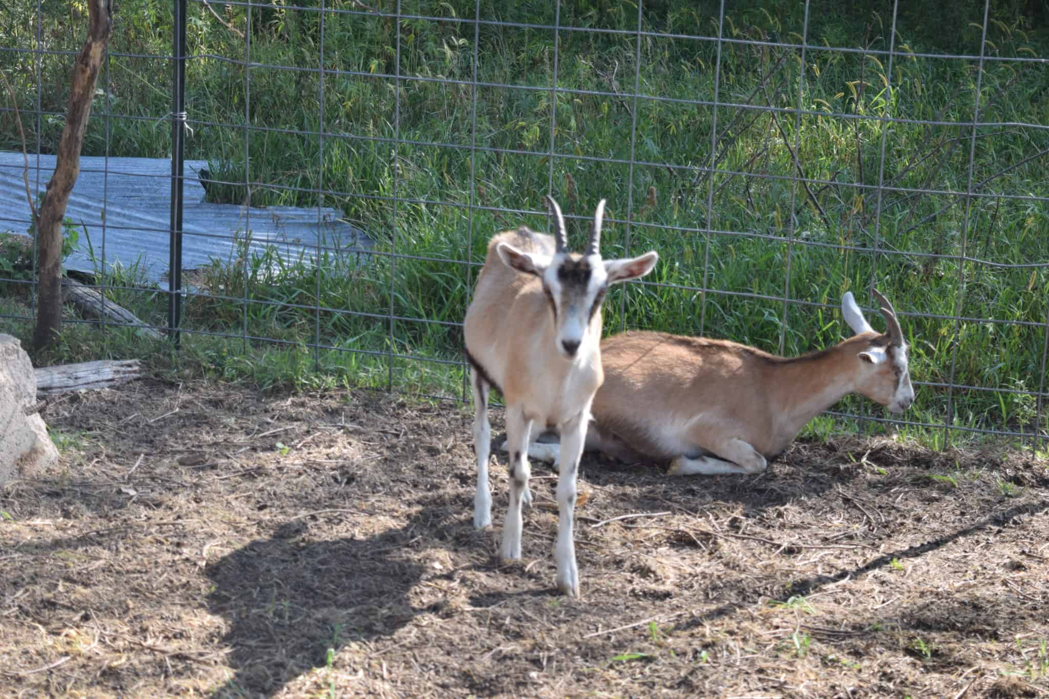 two alpine goats in an outdoor pen