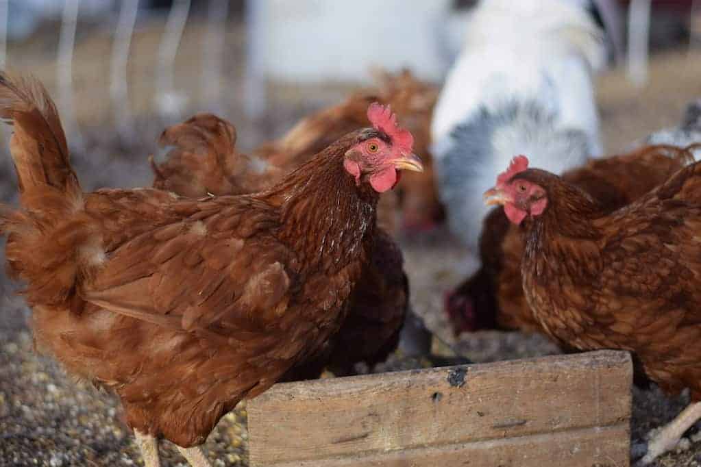 group of chickens eating grain from a wooden feeder