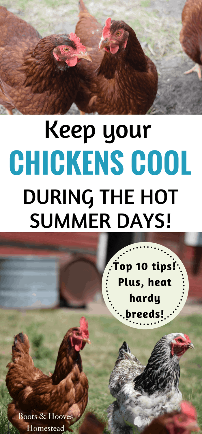 How to Keep Chickens Cool During the Summer - Boots & Hooves Homestead