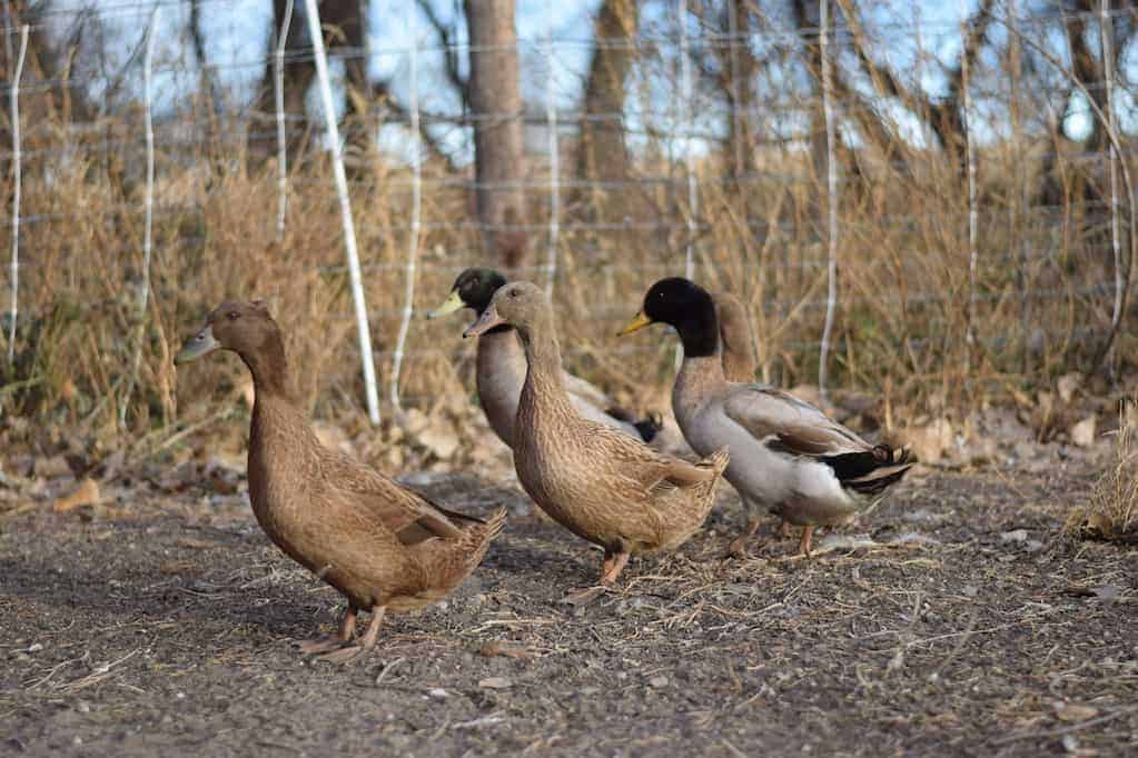 ducks walking together in a group inside the run