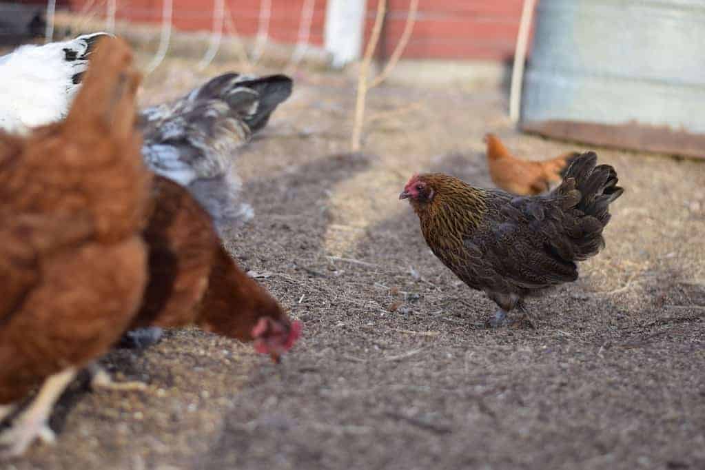 group of chickens eating grain in a fenced in run