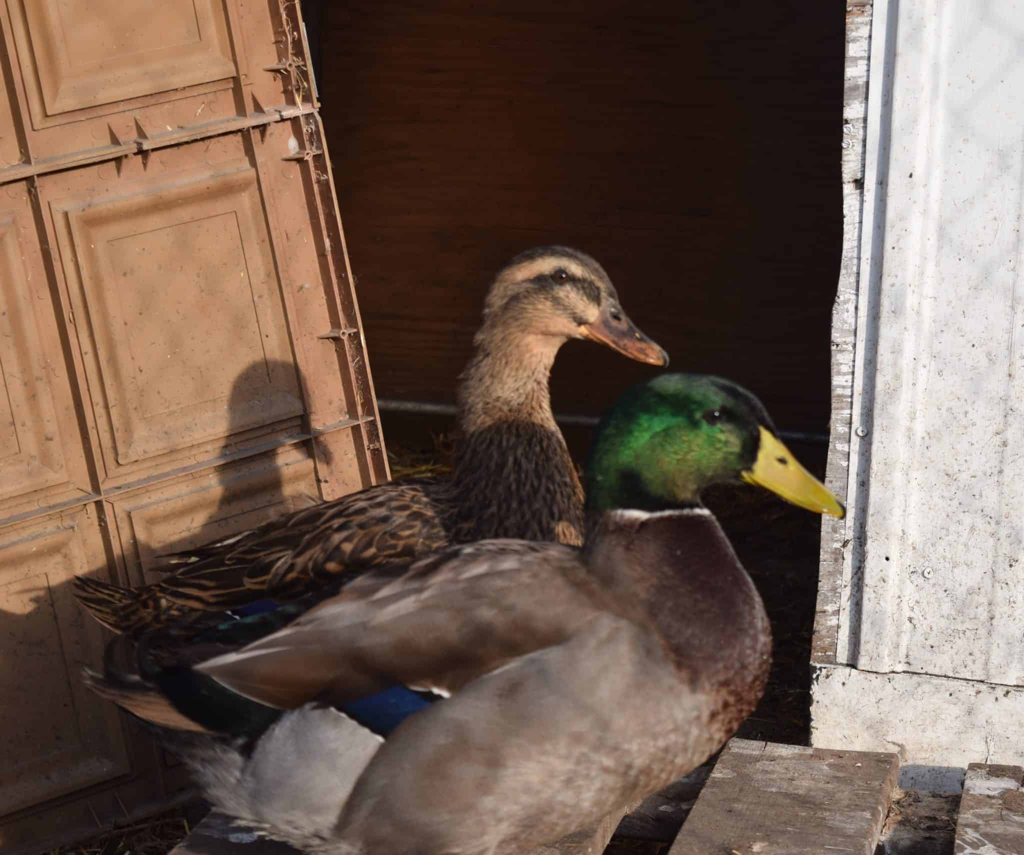two ducks standing next to duck house door