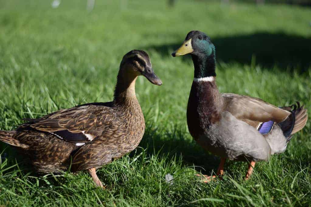 two ducks in grassy lawn