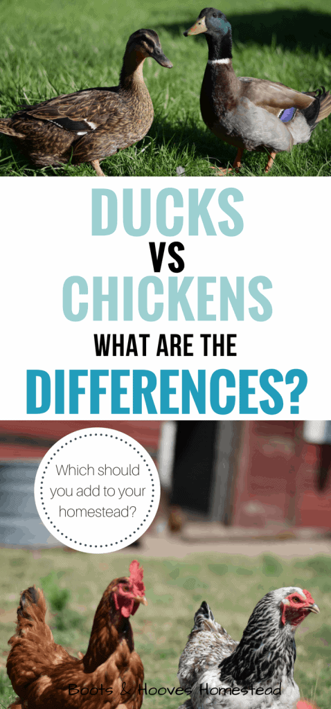 ducks vs chickens what’s the differences?