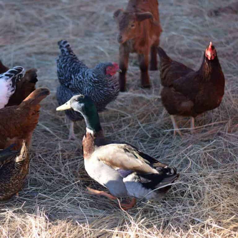 Ducks VS Chickens: What is the best option for your homestead?