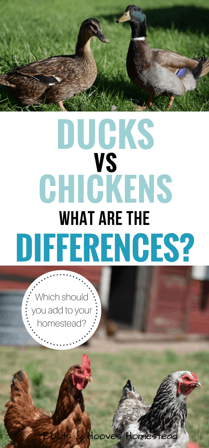 Ducks VS Chickens What are the differences? Boots & Hooves Homestead