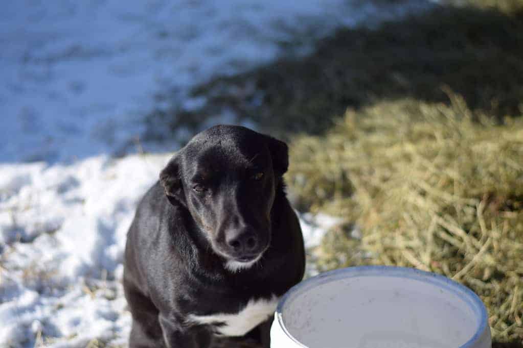 cattle dog sitting next a white bucket