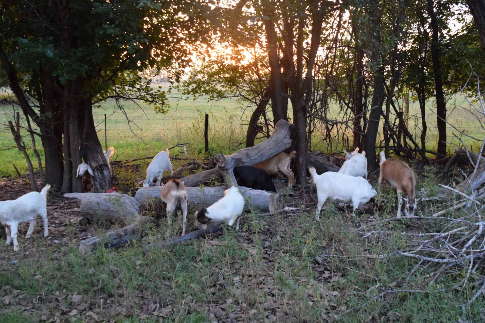 goats in a wooded area, eating and clearing up brush