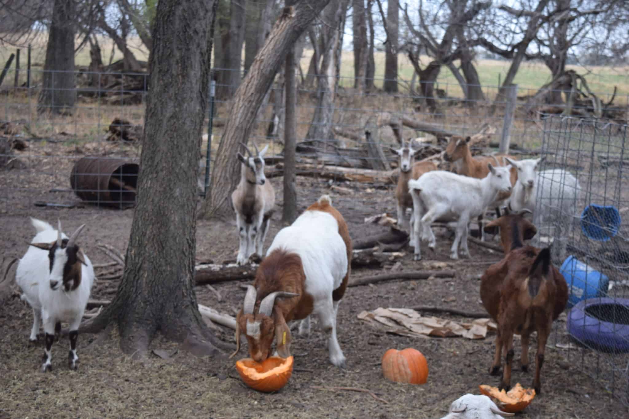 goats in outdoor pen and eating a pumpkin