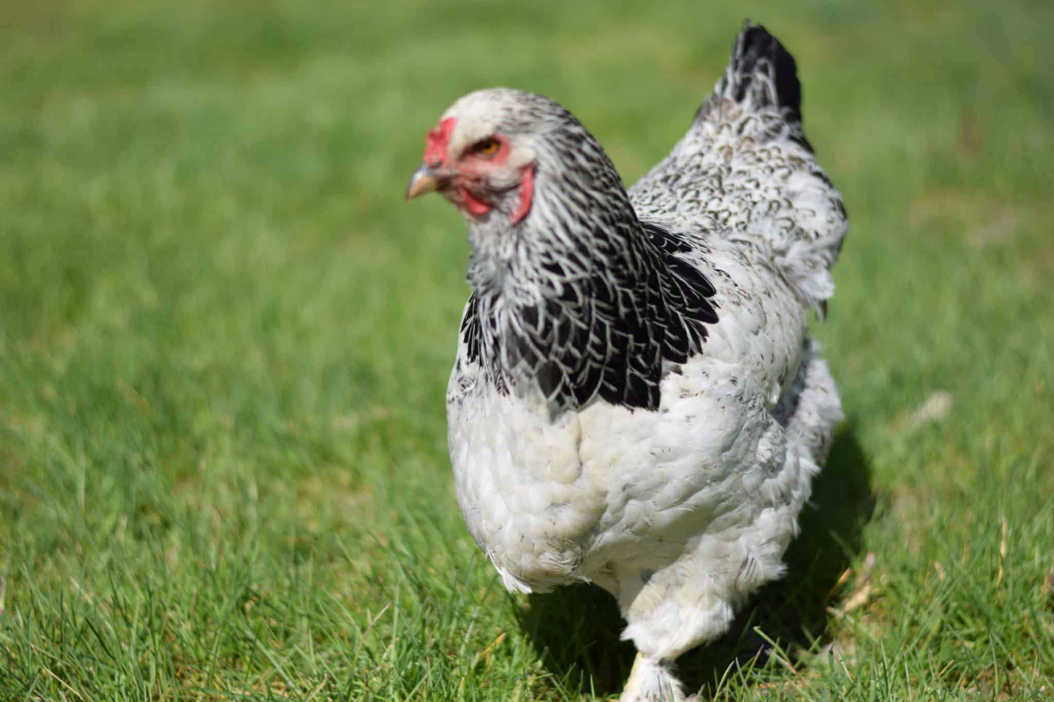 brahma chicken walking in a grassy lawn