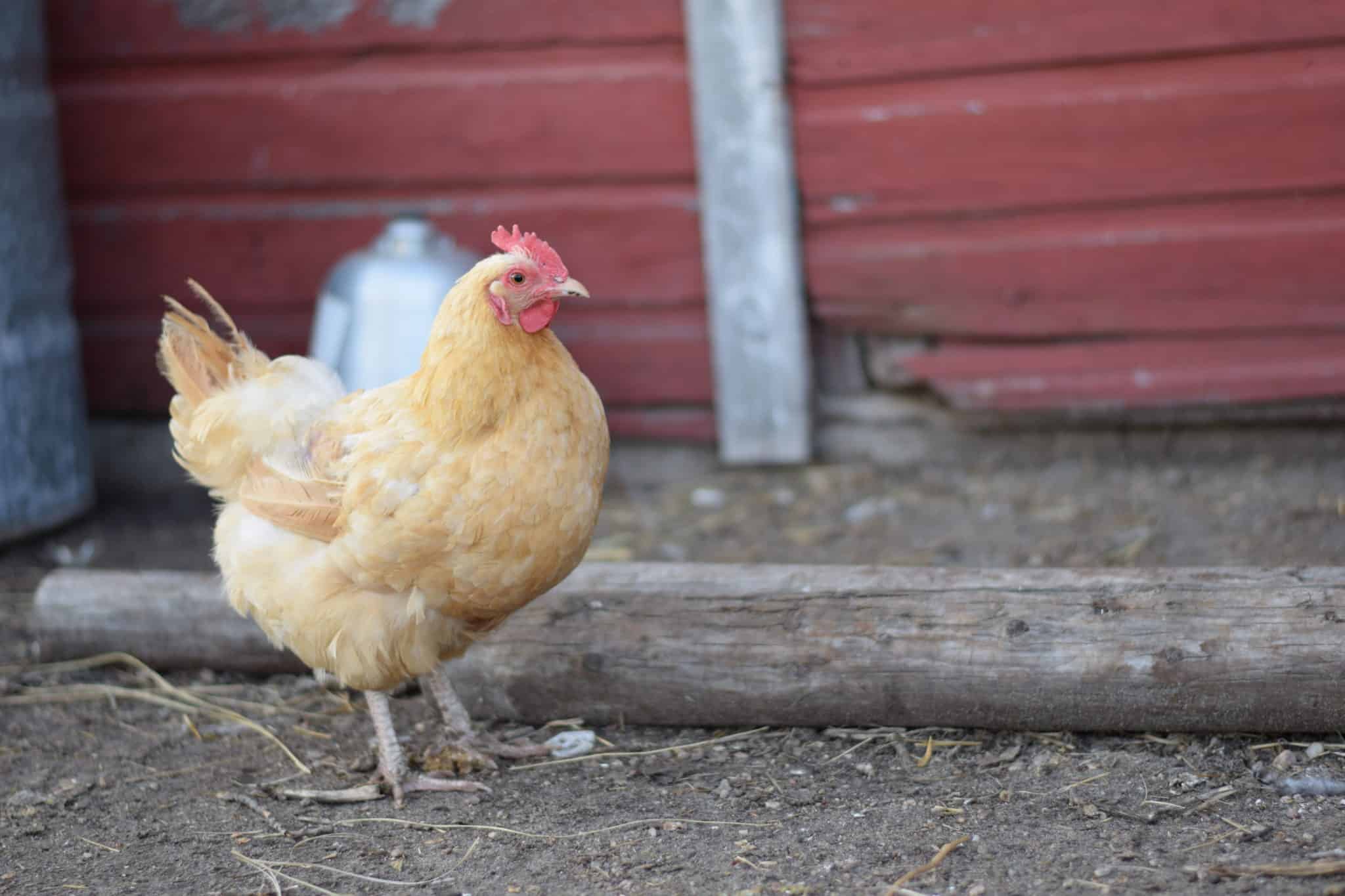 small hen standing inside of chicken coop run