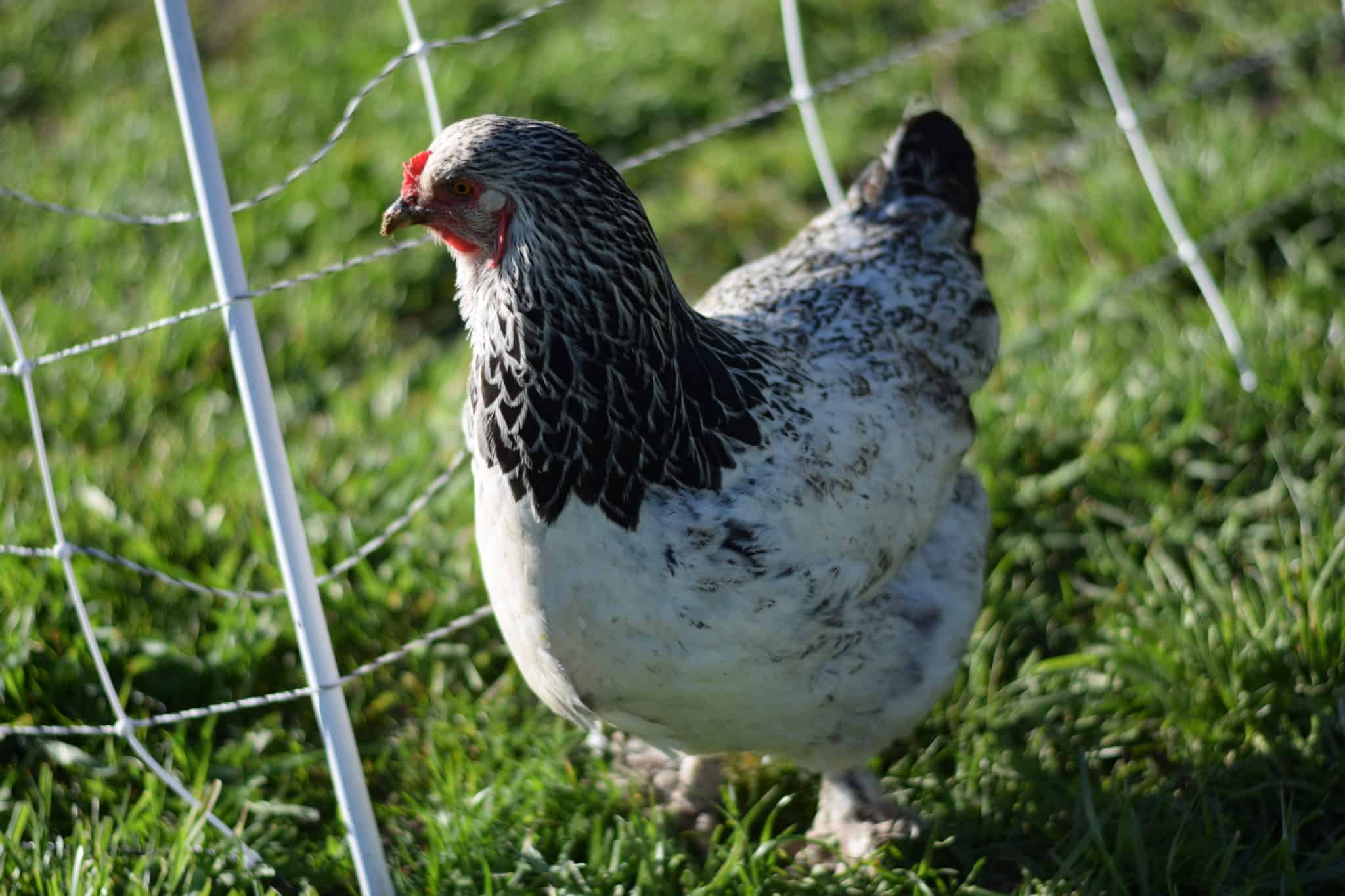 brahma chicken standing next to an electric fence