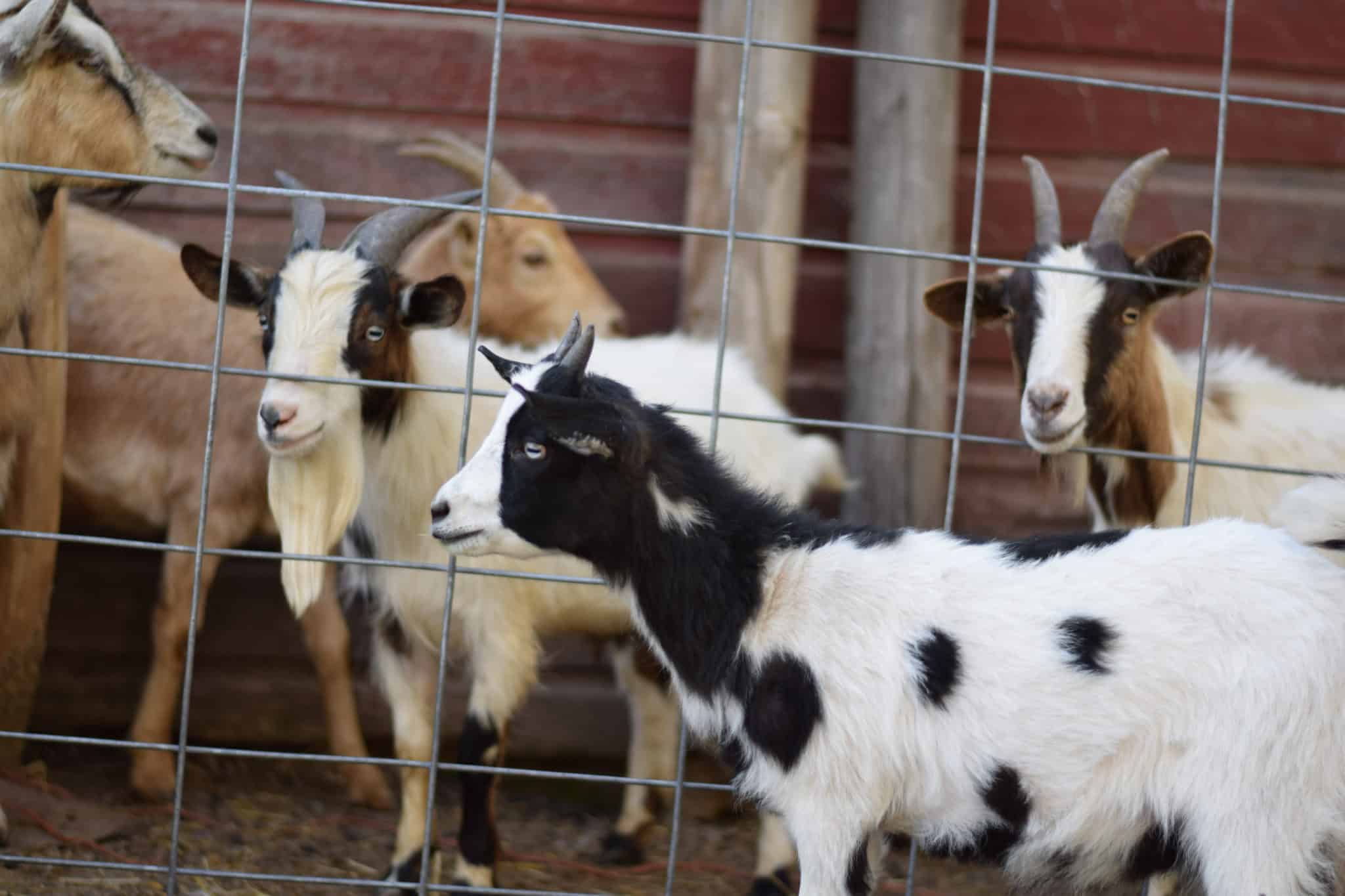 group of goats in a fenced in pen outside