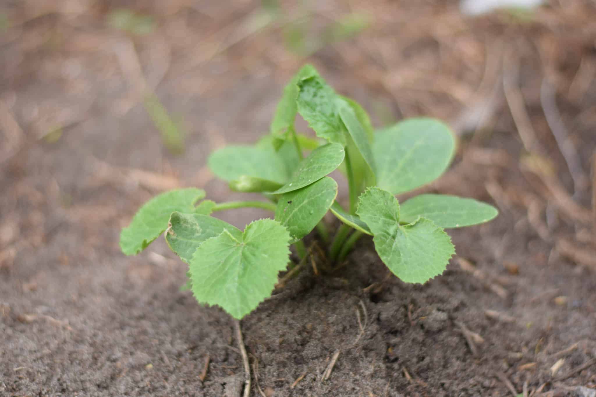 Small beginning squash plant growing in dirt in the garden.