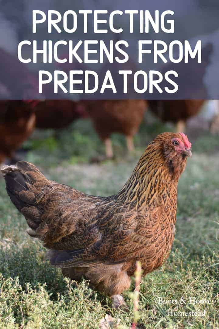 How to Protect Chickens from Predators Boots & Hooves Homestead