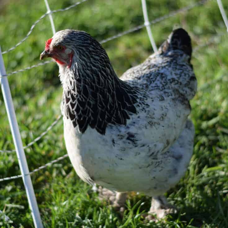 Raising Chickens - Resources to Get Started - Boots & Hooves Homestead