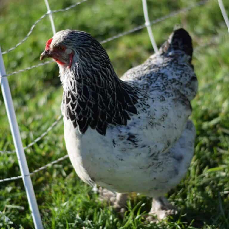 brahma chicken next to an electric fence