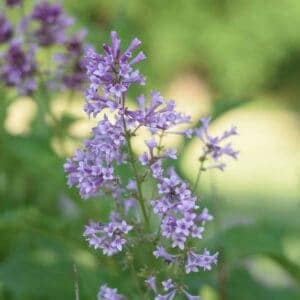 lilac color florals in the potager garden design