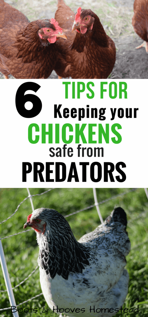 tips for keeping chickens safe from predators