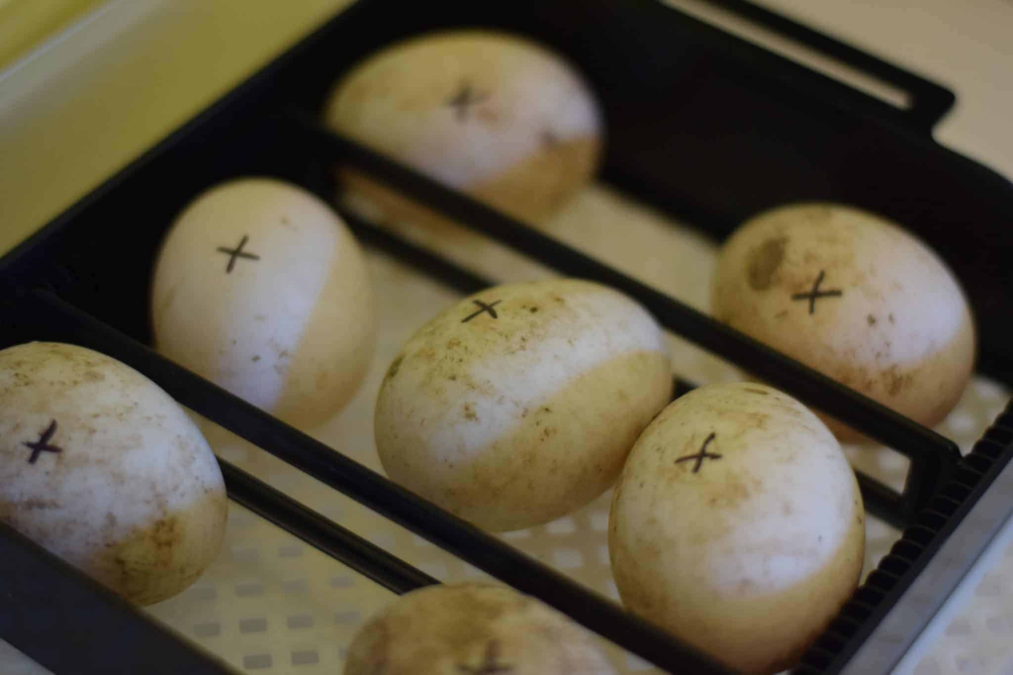 eggs in a row in the incubator