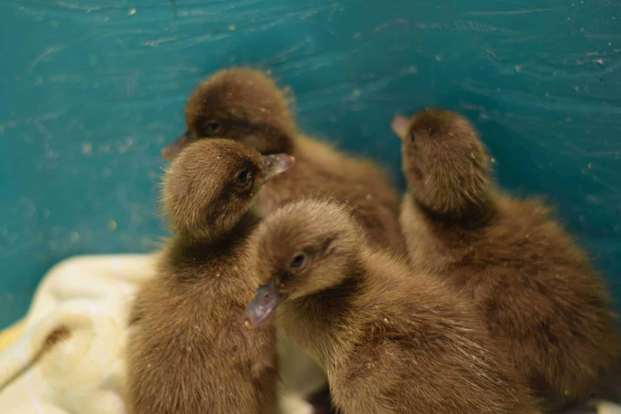 newly born baby ducks in a green tote