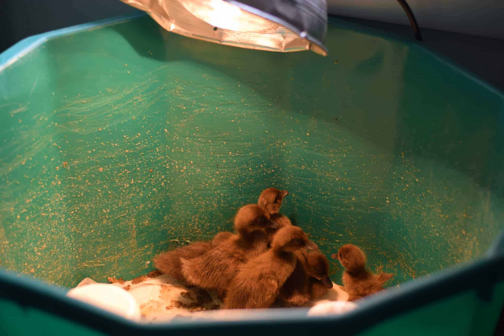 baby ducks under a heat light 