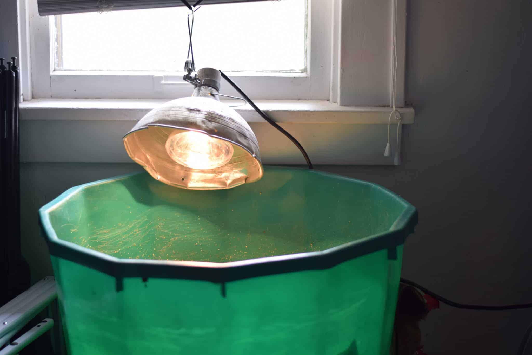 Our homemade brooder with a heat lamp