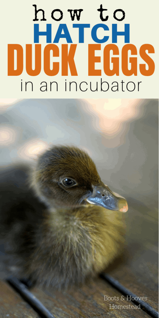 image of a baby duck with text overlay that reads “how to hatch duck eggs using an incubator"
