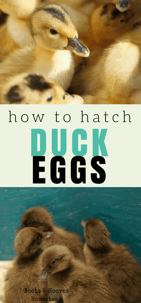 how to hatch duck eggs