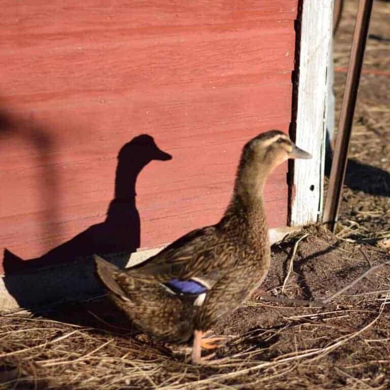 duck outside of the pen