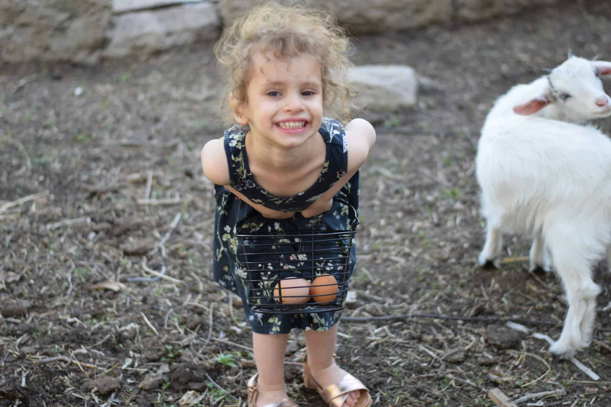 little girl collecting chicken eggs in a black wire basket