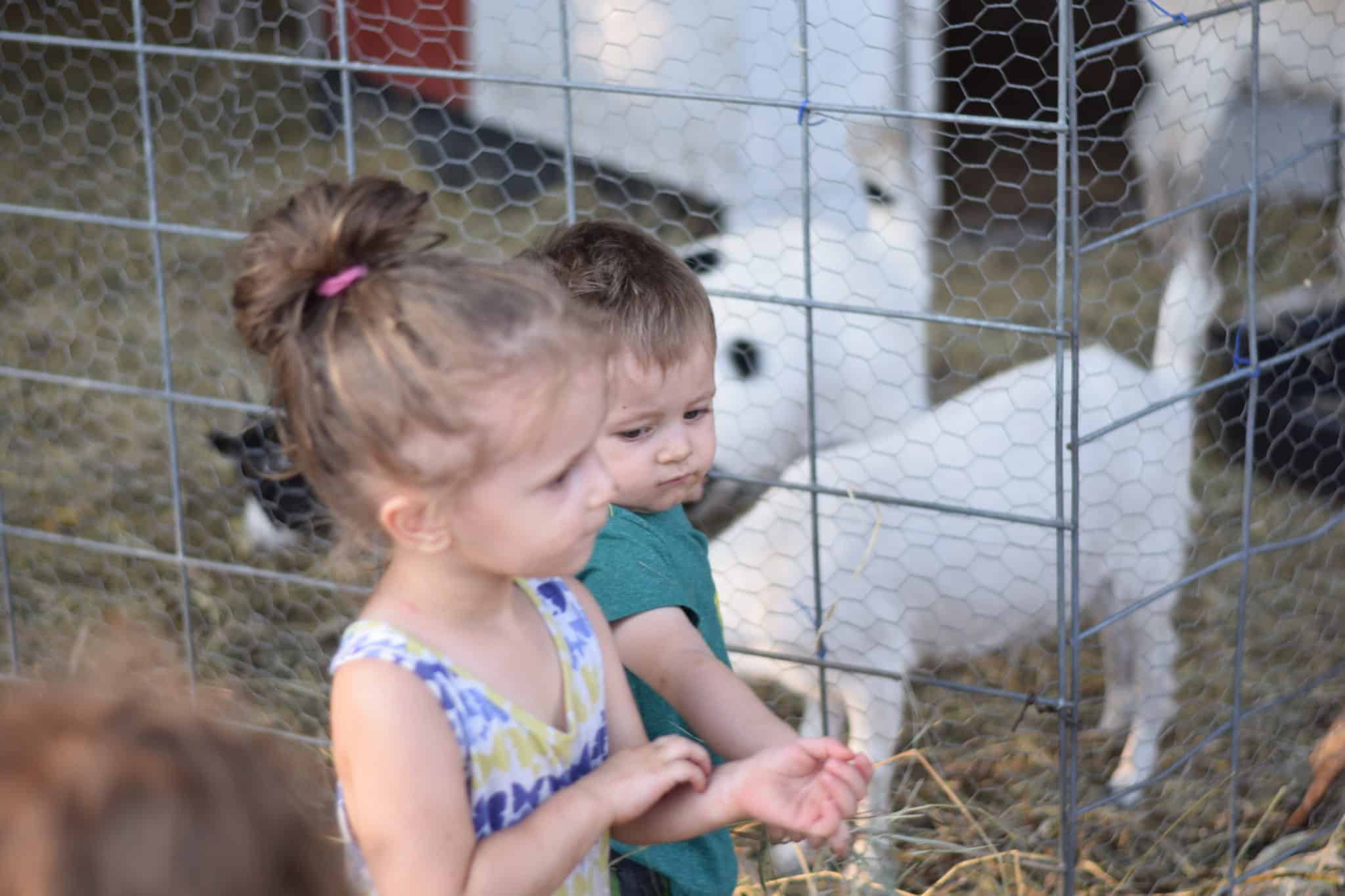 two little children feeding hay to goats