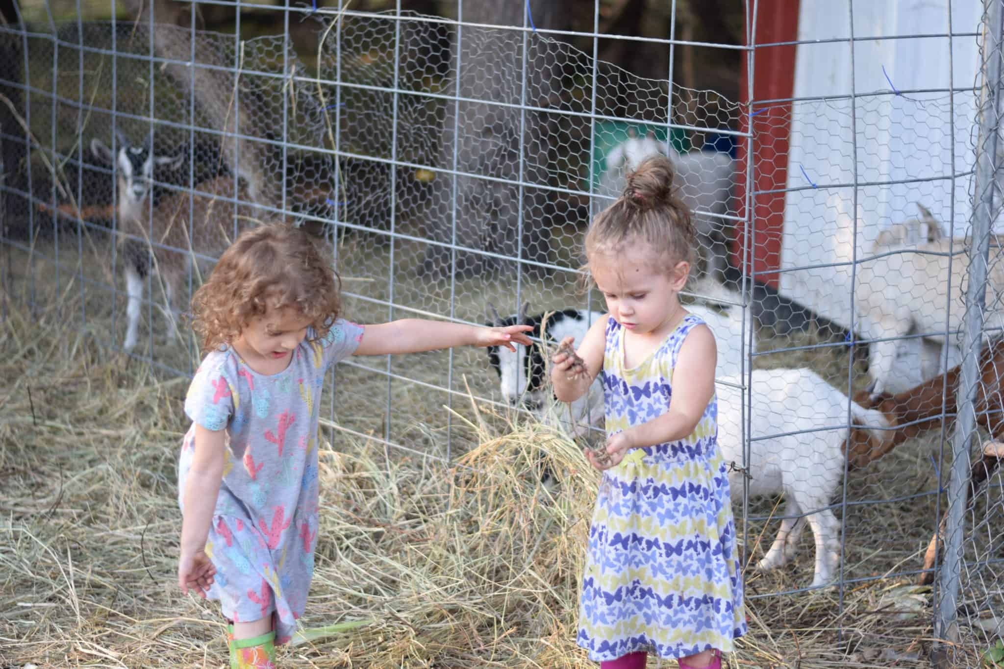 two little girls feeding hay to the goats