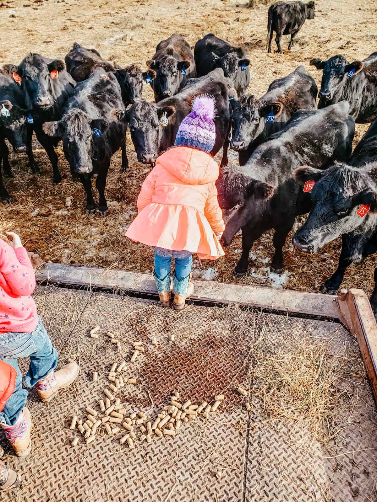 children feeding cattle on the ranch.