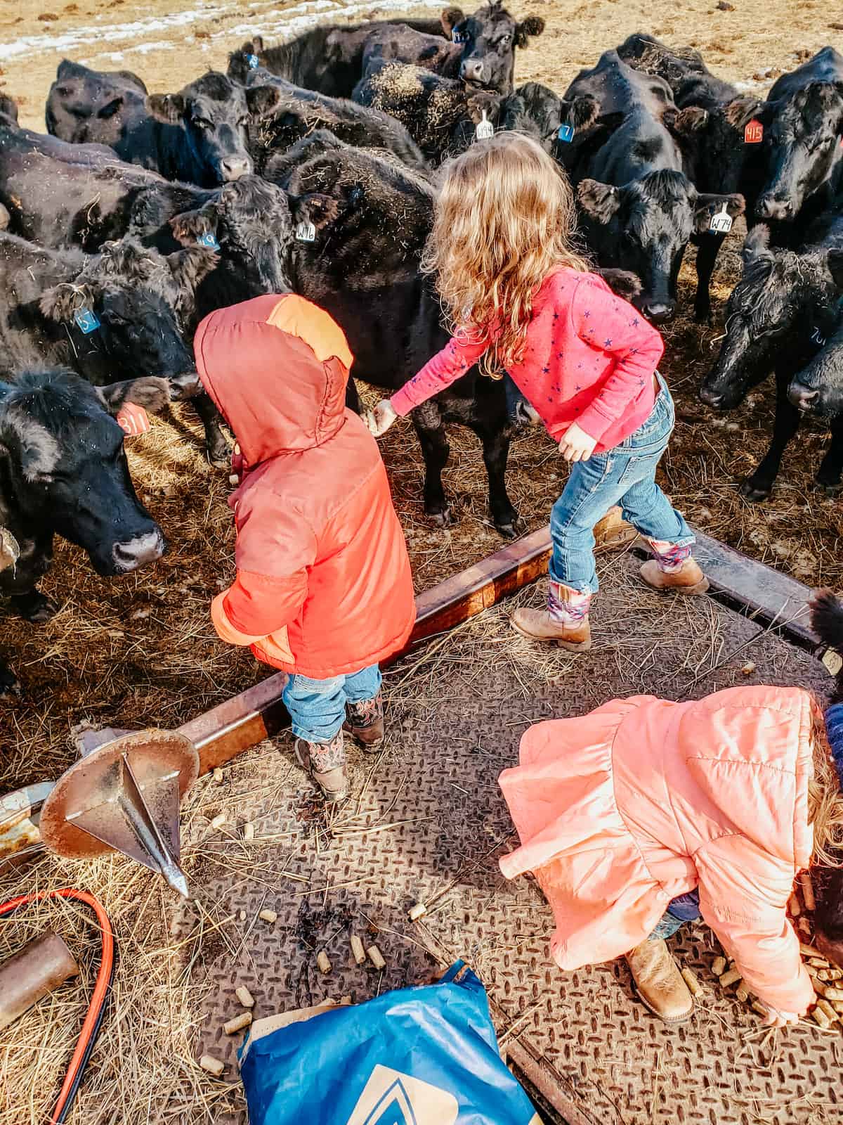 children feeding cattle on the ranch. 