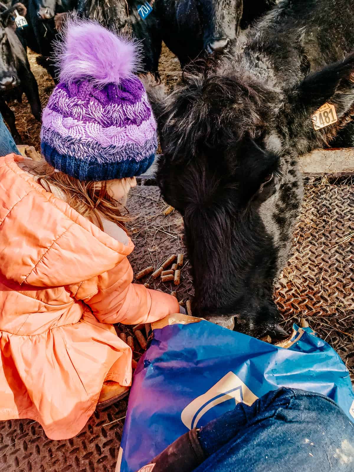 little girl feeding a cow. 
