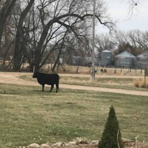 cow out in front yard