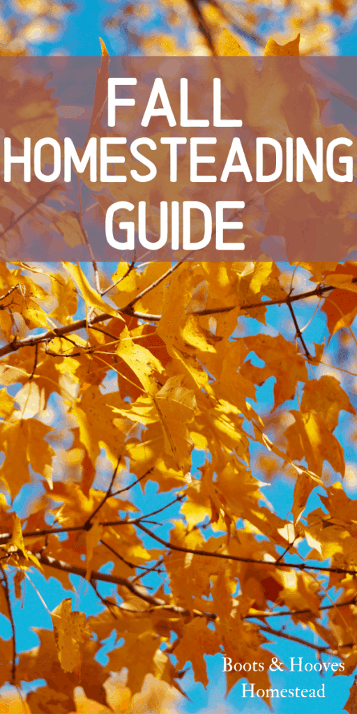 fall leaves on the tree