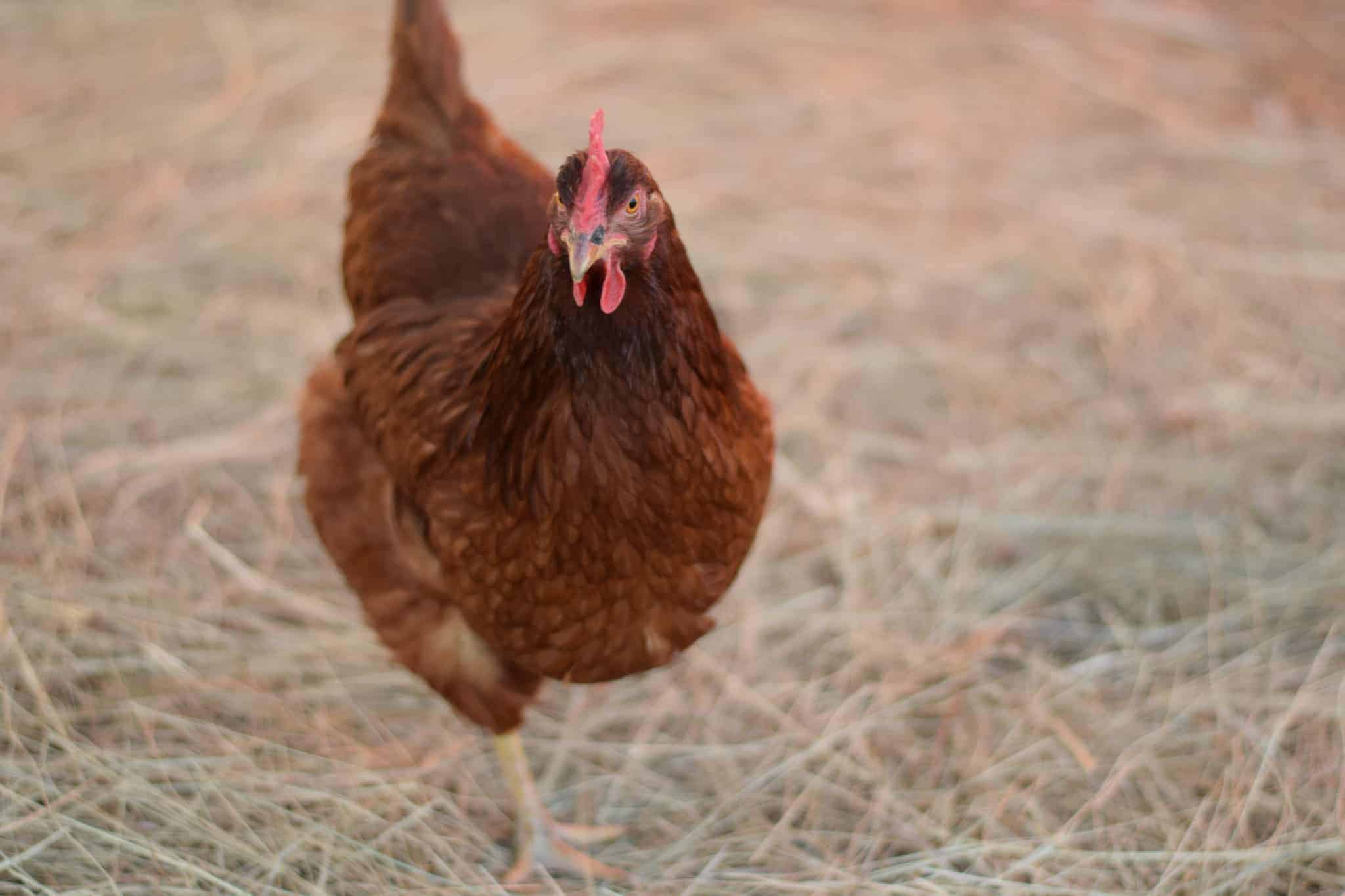 close up of a chicken in a hay pile