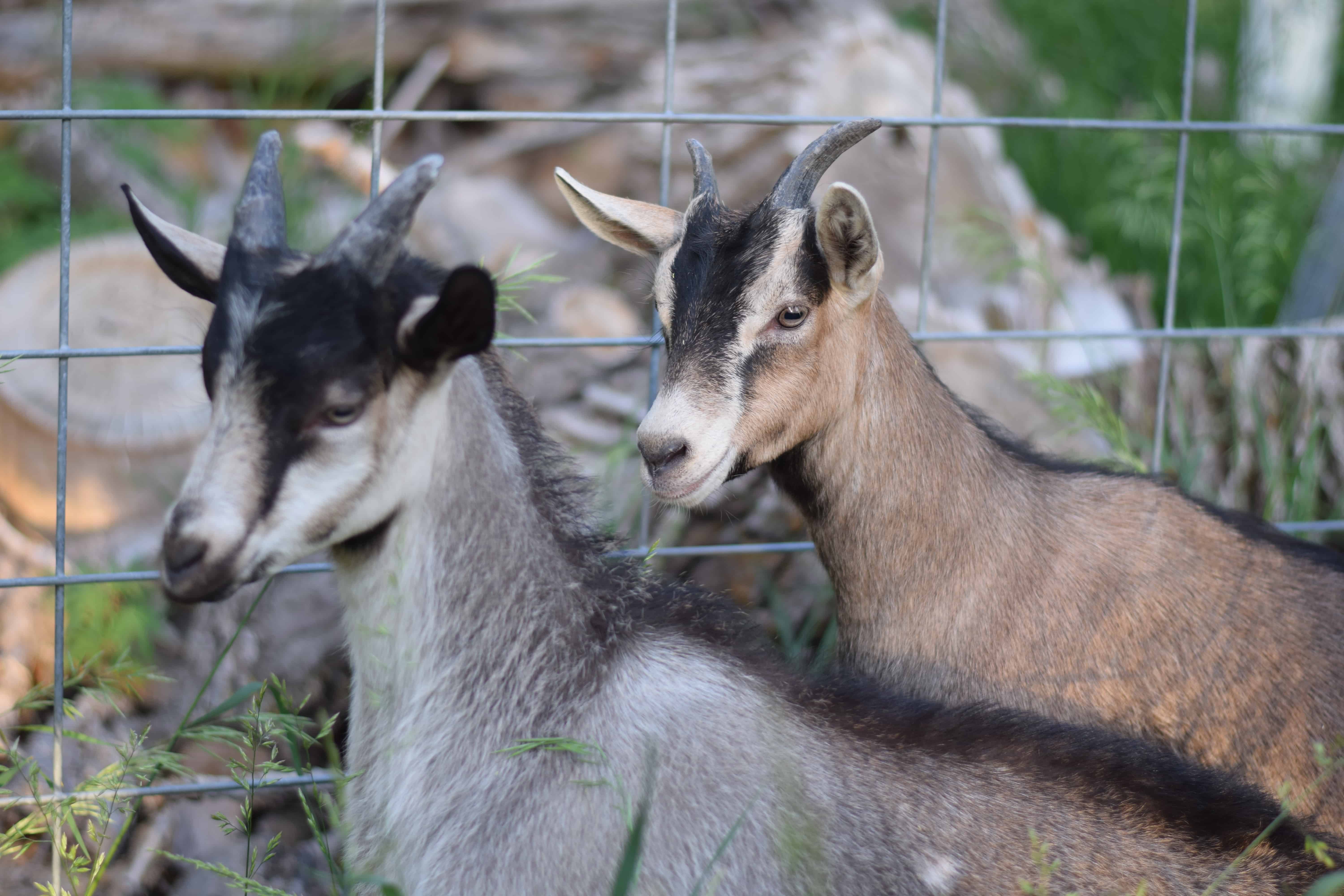 two goats standing next to a fence